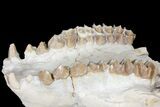 7.4" Oreodont (Merycoidodon) Partial Skull - Wyoming - #123184-7